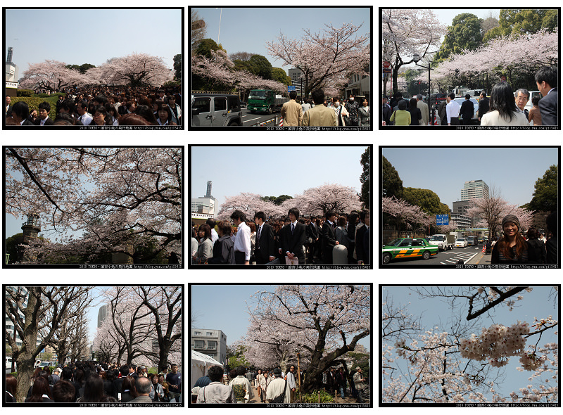 東京賞櫻勝地 NO 1：北之丸公園＆千鳥淵 @麻吉小兔。世界行旅