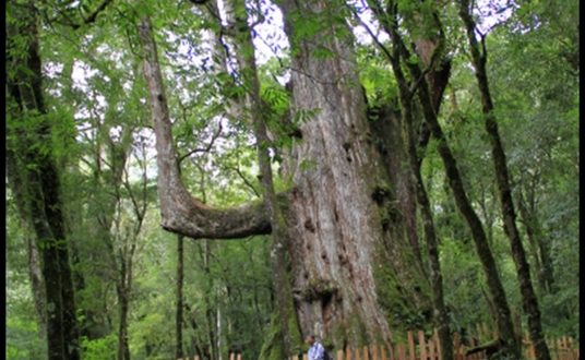 新竹尖石【司馬庫斯-下】巨木森林的震撼生命力 @麻吉小兔。世界行旅