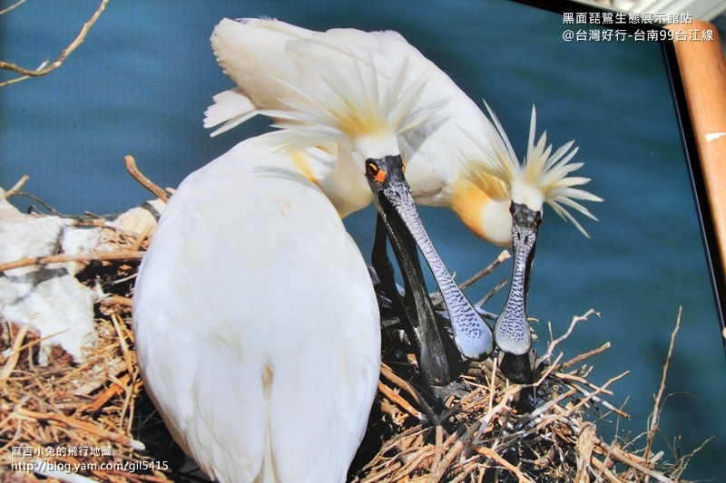 台灣好行99台江線：秋天到台南七股迎接貴客黑面琵鷺吧～