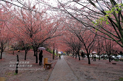 2012。春【武陵農場】雨中賞櫻 @麻吉小兔。世界行旅