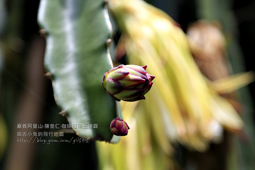 梅山【陳皇仁莊園咖啡】隱藏阿里山的咖啡豆達人陳皇仁～連續三年咖啡豆冠軍 @麻吉小兔。世界行旅