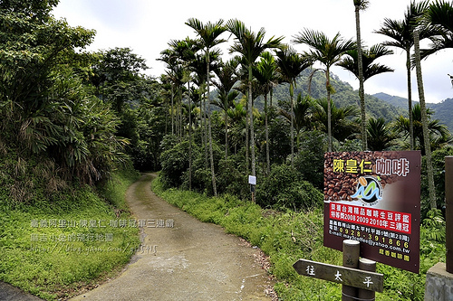 梅山【陳皇仁莊園咖啡】隱藏阿里山的咖啡豆達人陳皇仁～連續三年咖啡豆冠軍