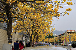 台中太平太順路【風鈴木花開】