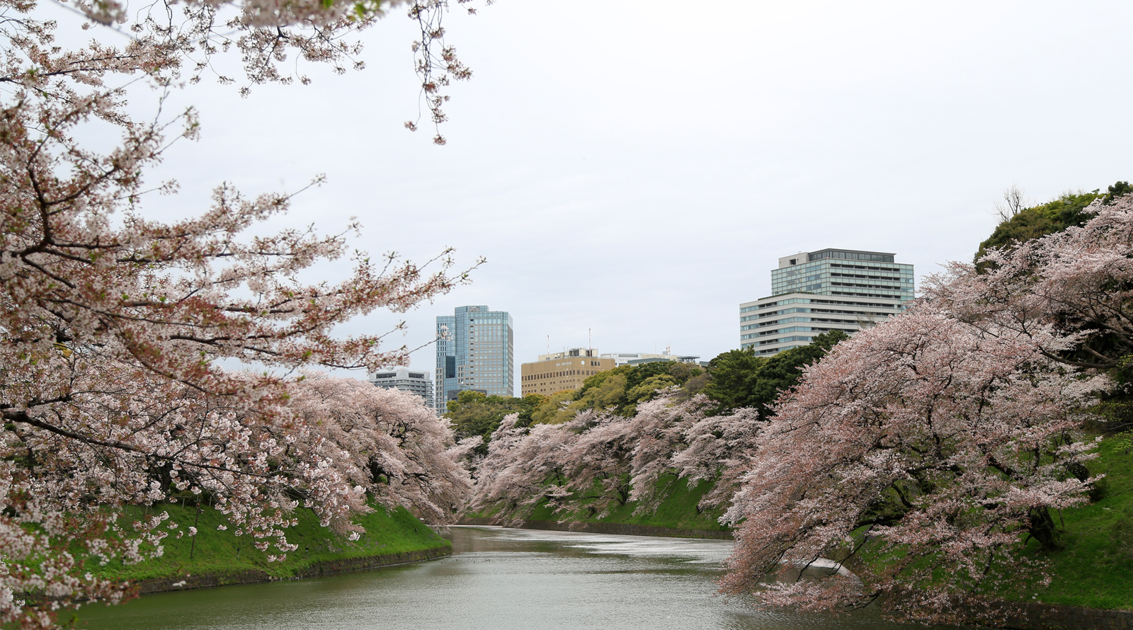 東京賞櫻景點懶人包【台灣虎航 上野公園 千鳥之淵 黑目川 江之電 鎌倉 東京鐵塔 隅田川 淺草 晴空塔】 @麻吉小兔。世界行旅