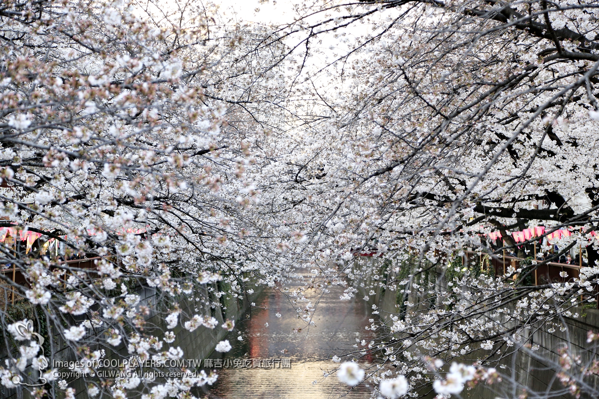 東京【目黒川の桜まつり / 目黑川櫻花節 2018】賞櫻交通路線美食~三ツ矢堂製麺櫻花沾麵+快樂布丁屋うれしいプリン屋さんマハカラ @麻吉小兔。世界行旅