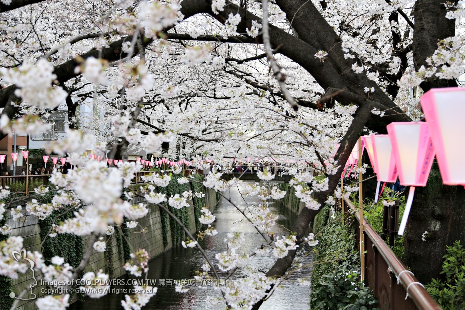東京【目黒川の桜まつり / 目黑川櫻花節 2018】賞櫻交通路線美食~三ツ矢堂製麺櫻花沾麵+快樂布丁屋うれしいプリン屋さんマハカラ @麻吉小兔。世界行旅