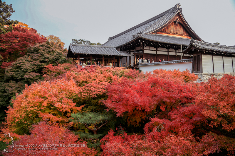 京都賞楓名勝【東福寺】滿園楓紅包圍的絕景