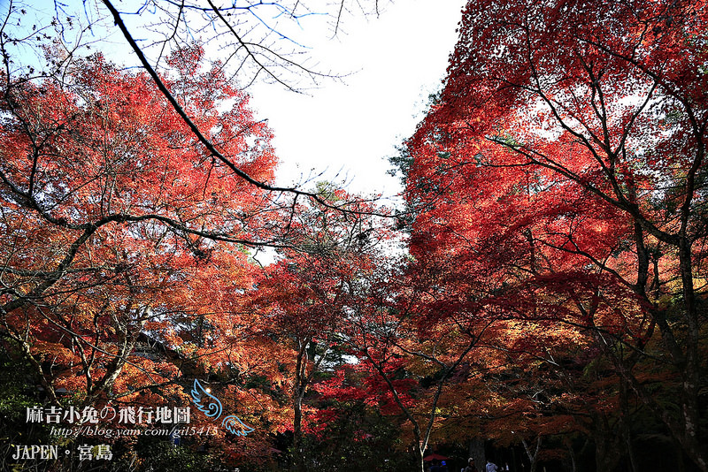 日本賞楓勝地-廣島【宮島・紅葉谷公園の紅葉】纜車 彌山 獅子岩 嚴島神社 @麻吉小兔。世界行旅