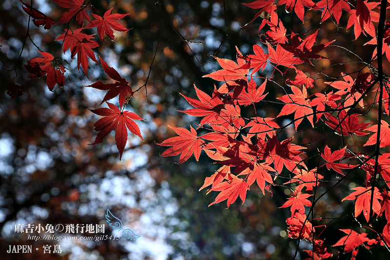 日本賞楓勝地-廣島【宮島・紅葉谷公園の紅葉】纜車 彌山 獅子岩 嚴島神社 @麻吉小兔。世界行旅