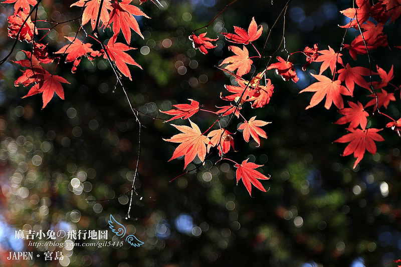 日本賞楓勝地-廣島【宮島・紅葉谷公園の紅葉】纜車 彌山 獅子岩 嚴島神社 @麻吉小兔。世界行旅