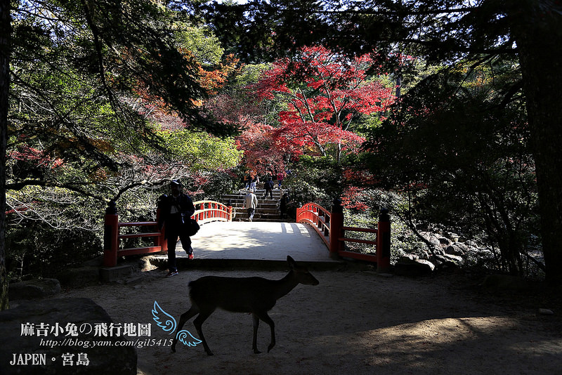 日本賞楓勝地-廣島【宮島・紅葉谷公園の紅葉】纜車 彌山 獅子岩 嚴島神社 @麻吉小兔。世界行旅